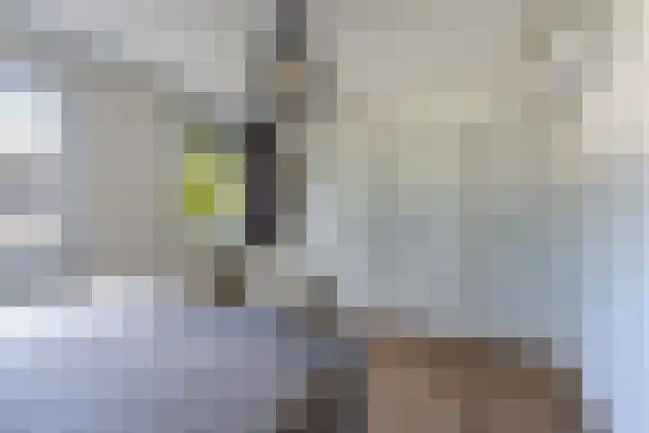 Dûmnysbosk 20 Nij Beets thumbnail 23