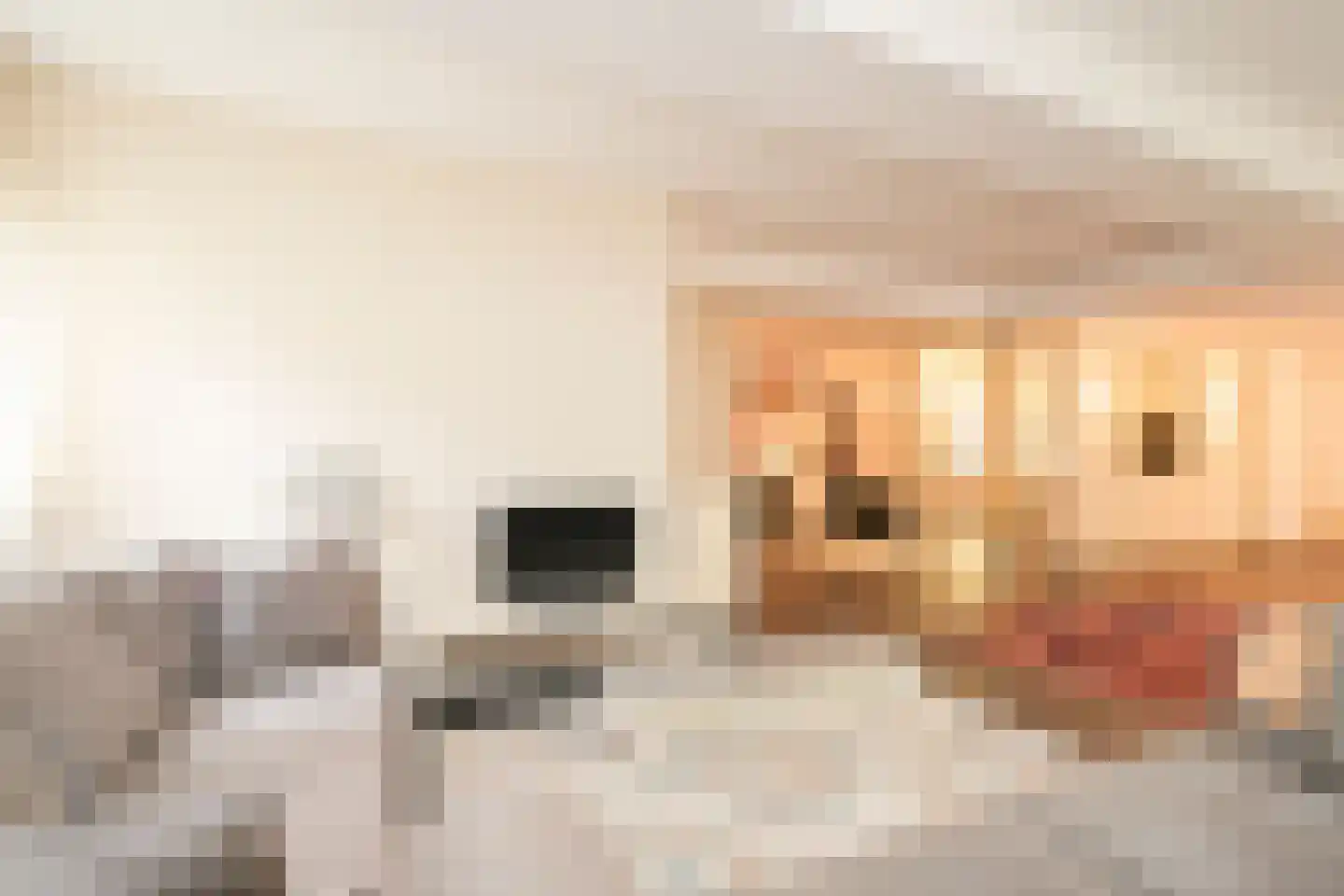Dunne Bierkade 27 Den Haag thumbnail 4