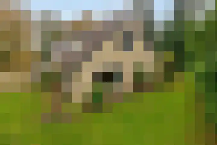 Duurswold 8 Veendam thumbnail 37