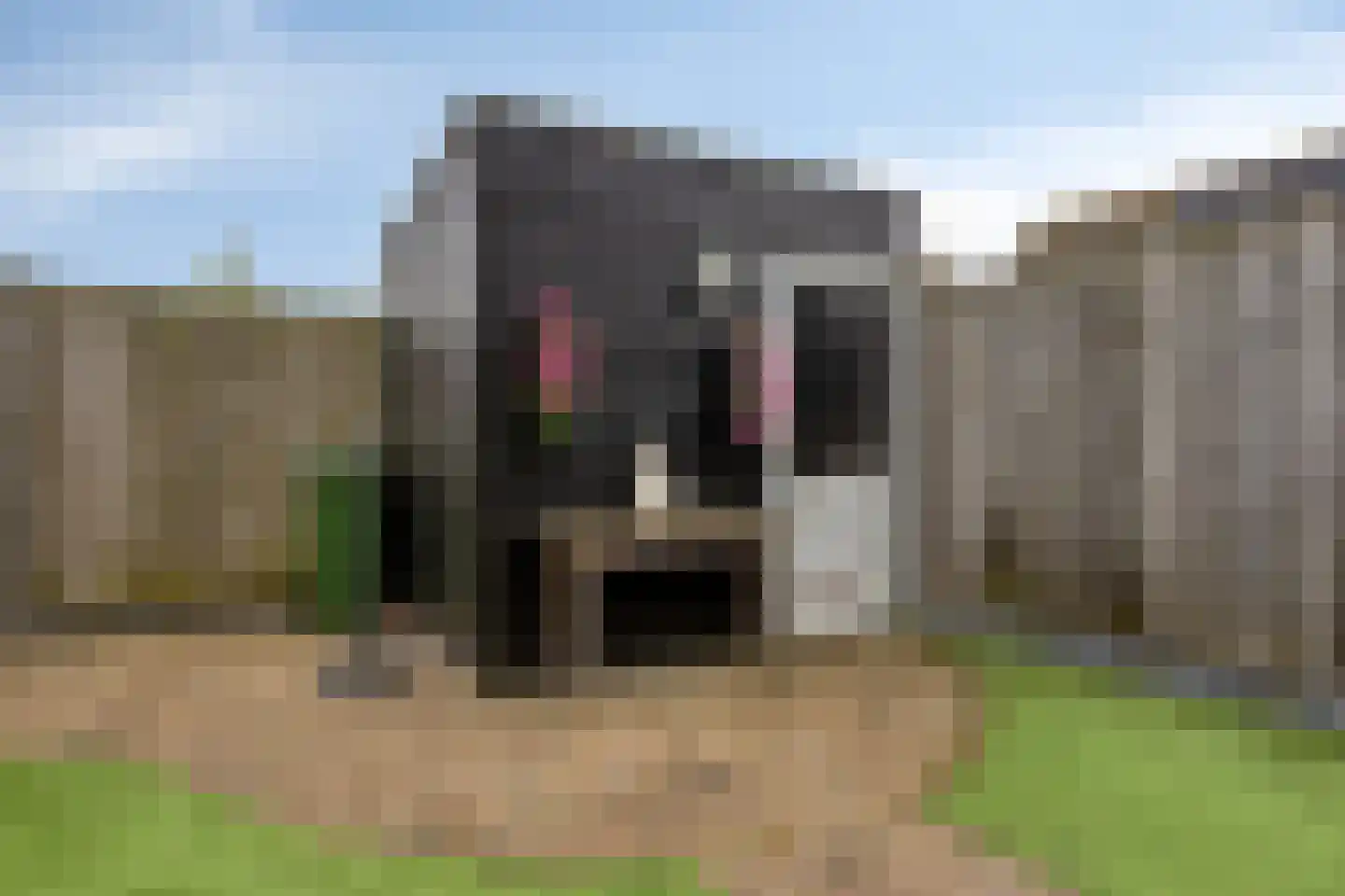 Duvenee 37 Bergen op Zoom thumbnail 37