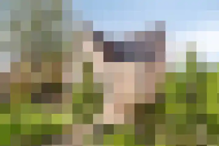 Duvensteijn 8 Goes thumbnail 44