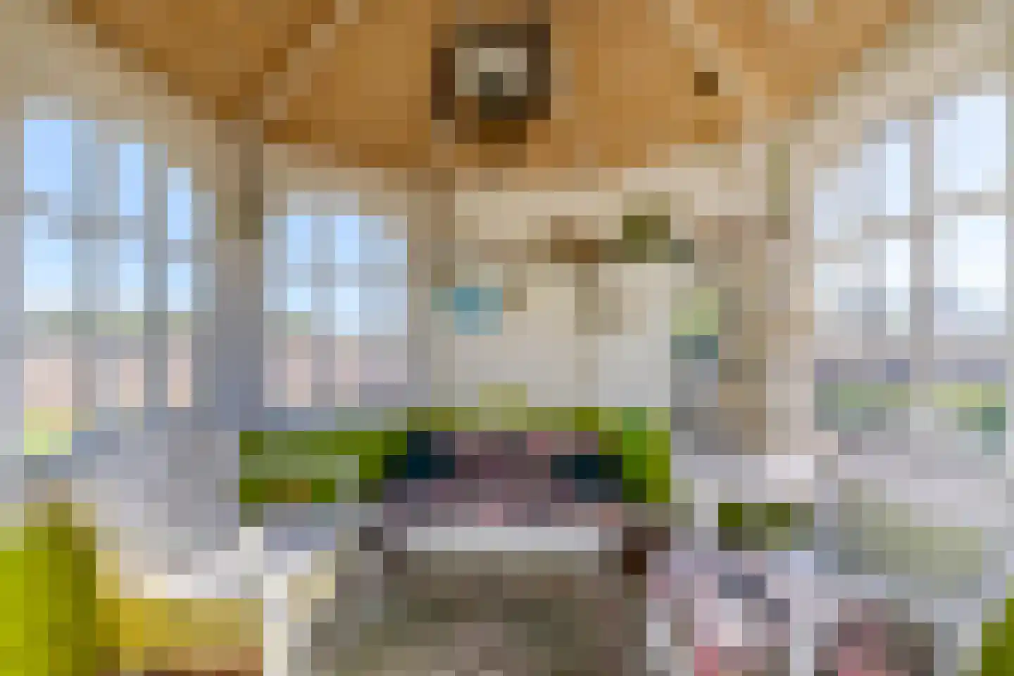 Dwangsweg 13 Noordbroek thumbnail 6