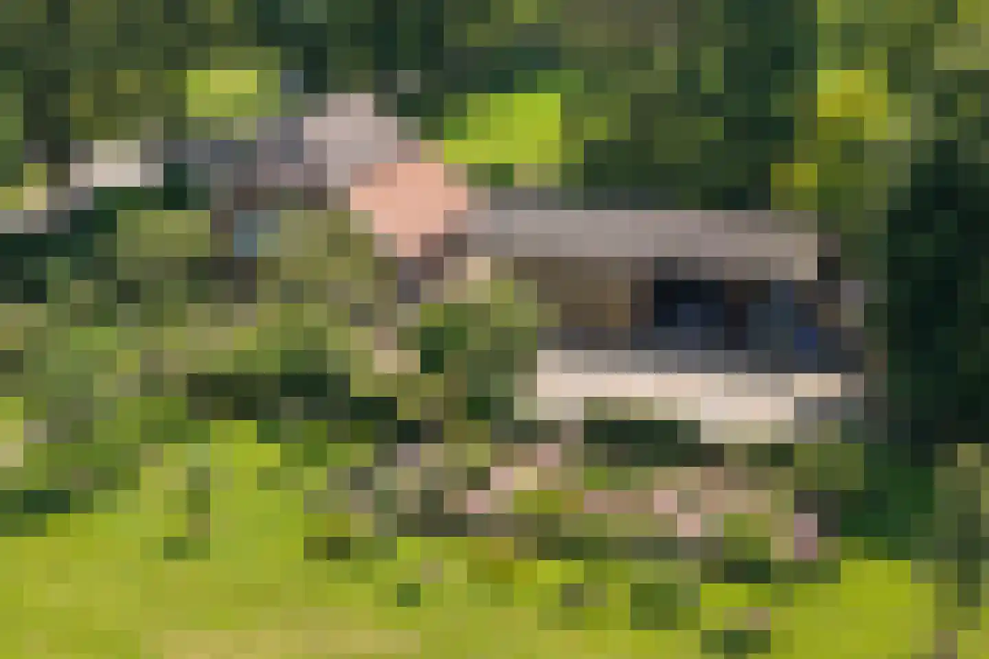 Dwarsdijk 6 Laren thumbnail 4