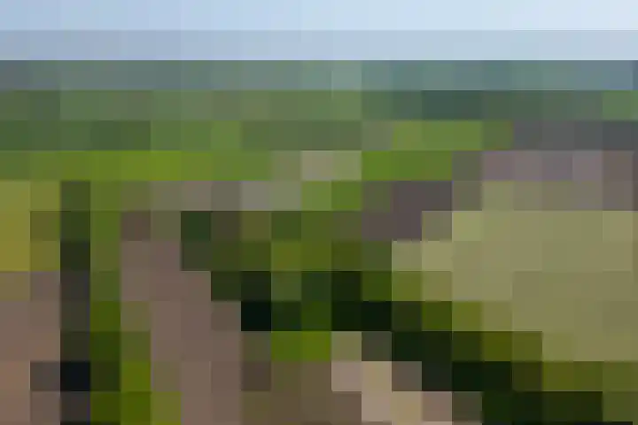 Dwarsdijk 7 Laren thumbnail 10