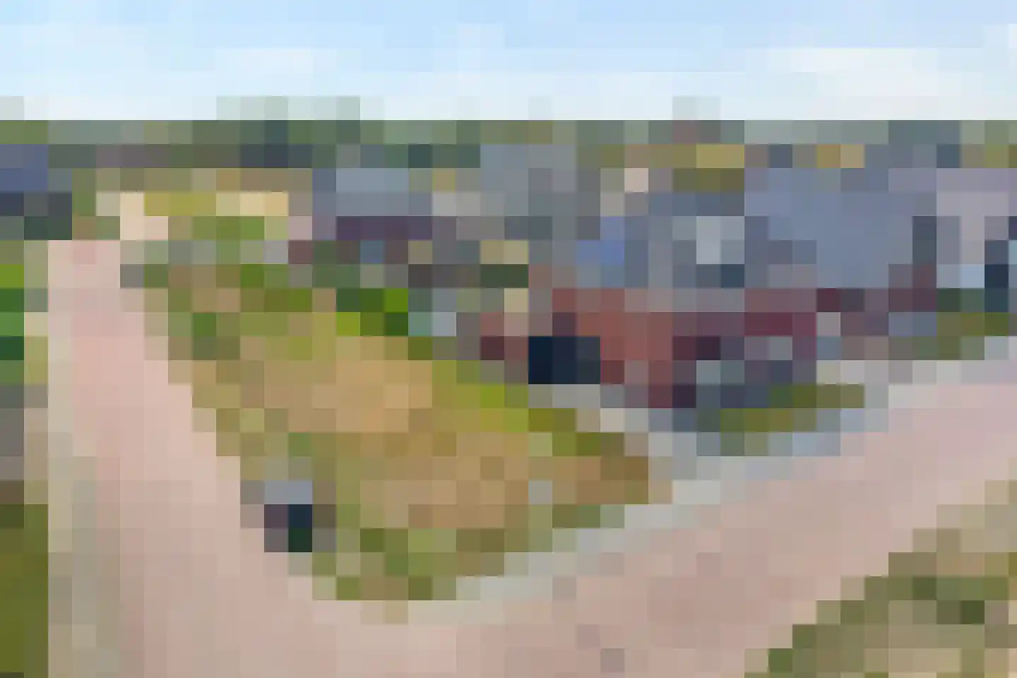 Dwarsgrave 2 Kloosterhaar thumbnail 7