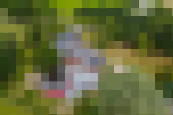 Dwarshaspel 11 Zevenhuizen thumbnail 82
