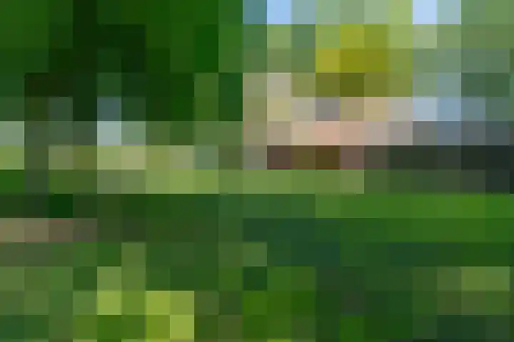 Dwarsloane 4 Damwâld thumbnail 10
