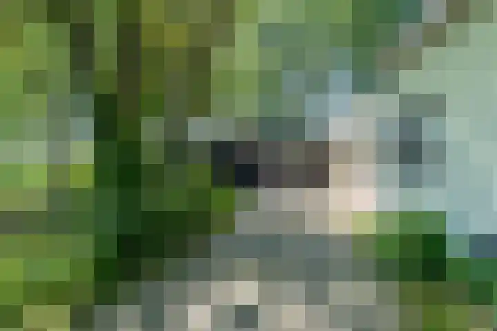 Dwarsloane 4 Damwâld thumbnail 14