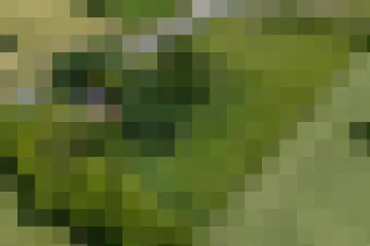 Dwarsloane 4 Damwâld thumbnail 29