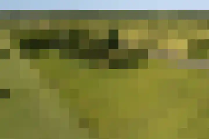 Dwarsloane 4 Damwâld thumbnail 30