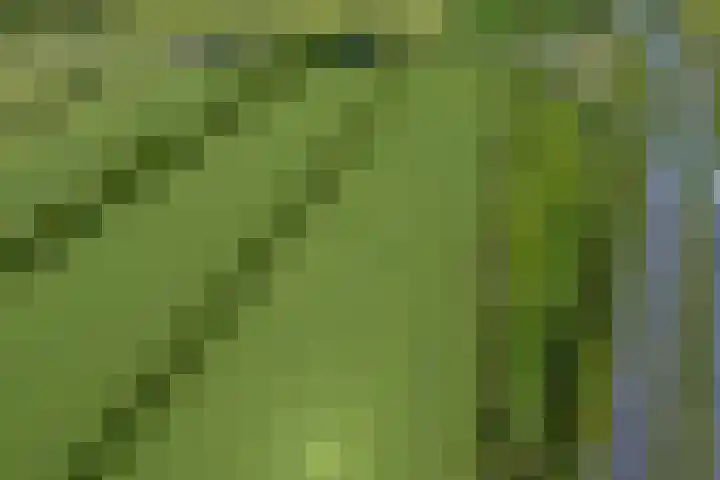 Dwarsloane 4 Damwâld thumbnail 31