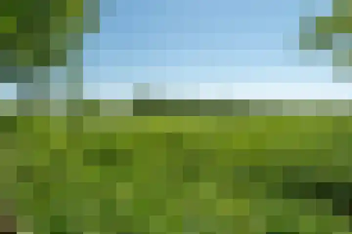 Dwarsloane 4 Damwâld thumbnail 32