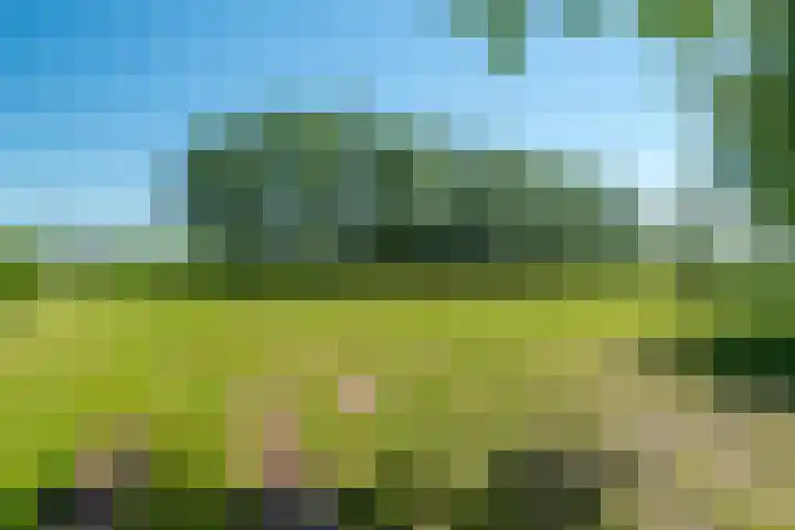 Dwarsloane 4 Damwâld thumbnail 33