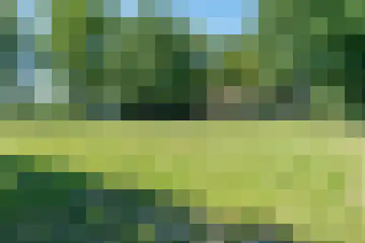 Dwarsloane 4 Damwâld thumbnail 34