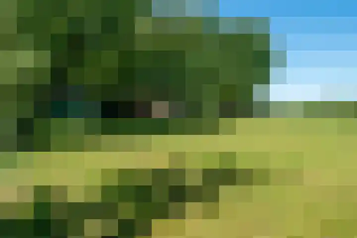 Dwarsloane 4 Damwâld thumbnail 36
