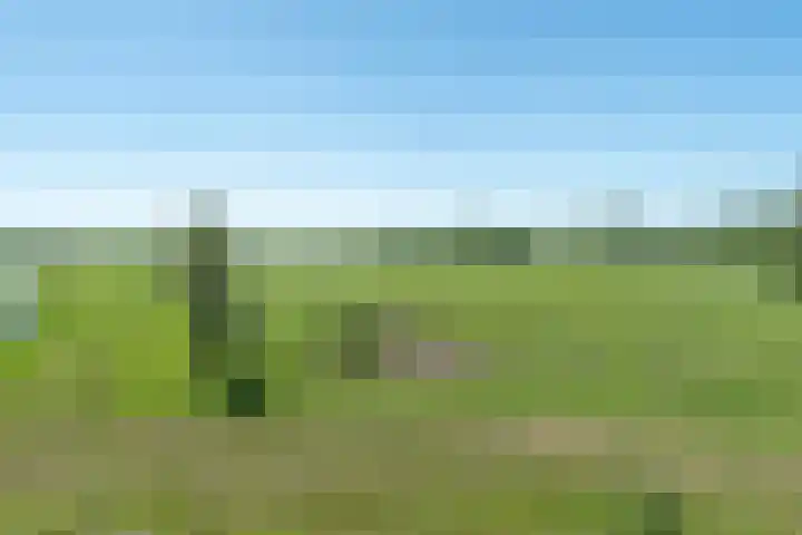 Dwarsloane 4 Damwâld thumbnail 37