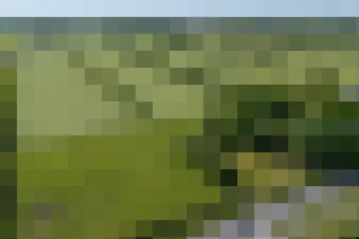 Dwarsloane 4 Damwâld thumbnail 4
