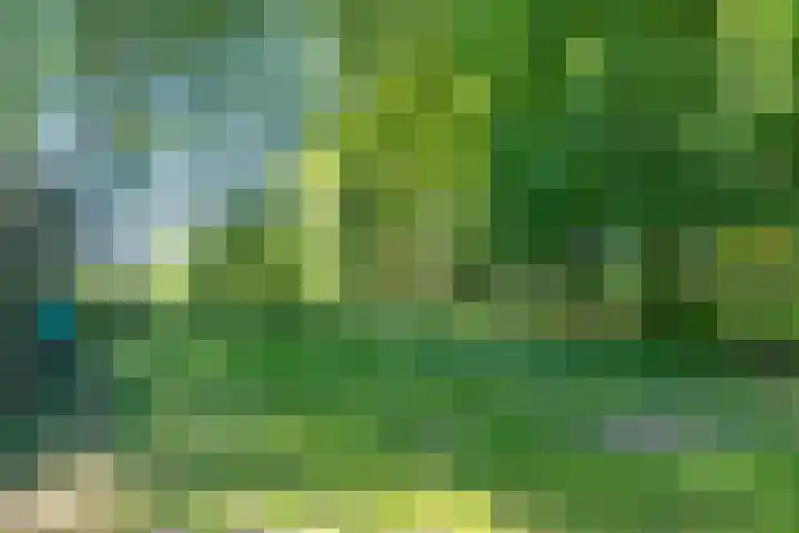 Dwarsloane 4 Damwâld thumbnail 8