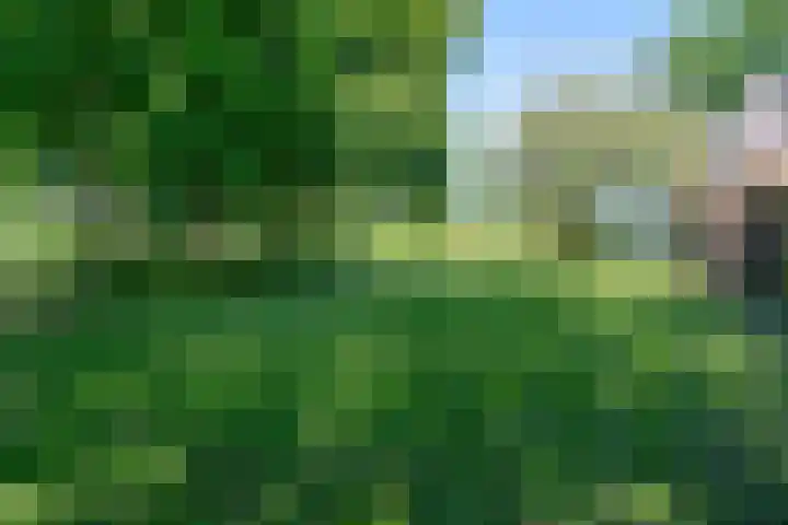 Dwarsloane 4 Damwâld thumbnail 9