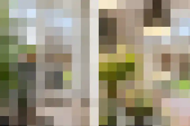 Dwarsreed 2 De Westereen thumbnail 15
