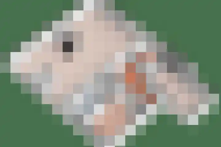 Dwarsweg 15 Brummen thumbnail 64
