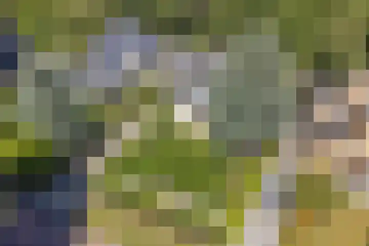 Dwarsweg 16 Rockanje thumbnail 52
