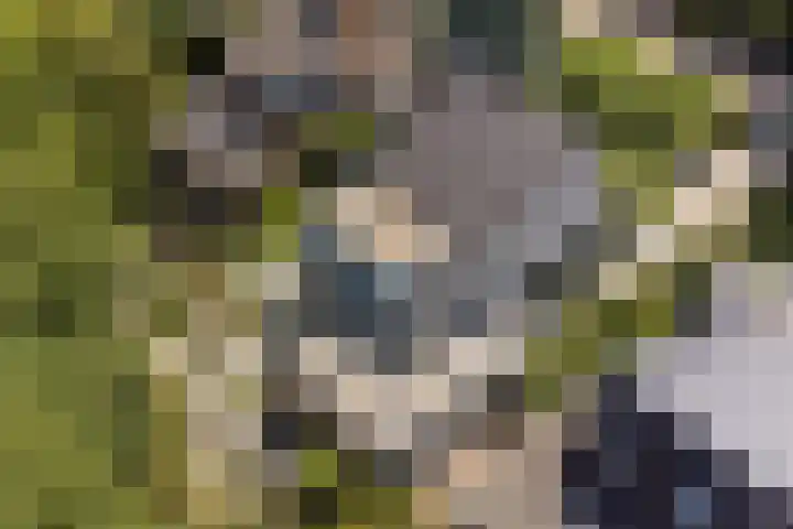 Dwarsweg 16 Rockanje thumbnail 54