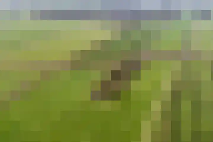 Dwarsweg 4 Nijensleek foto 2