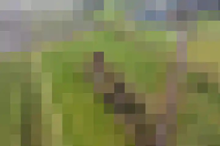 Dwarsweg 4 Nijensleek thumbnail 65