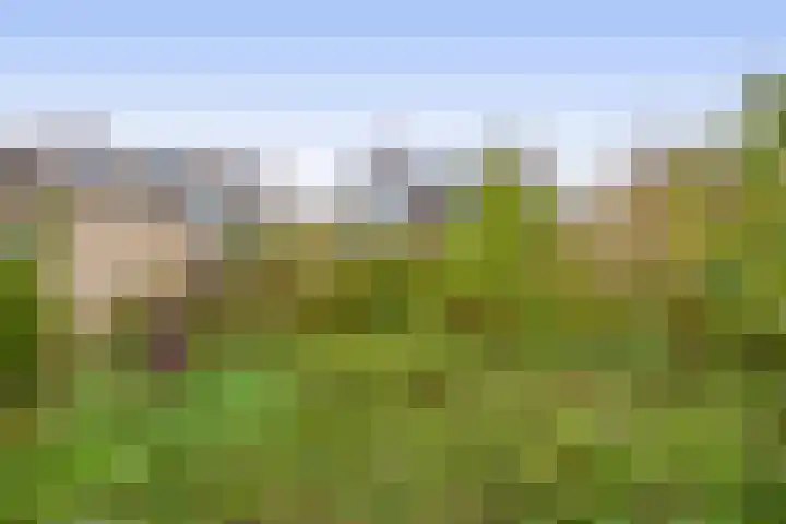 Dwarsweg 42 Rockanje thumbnail 31