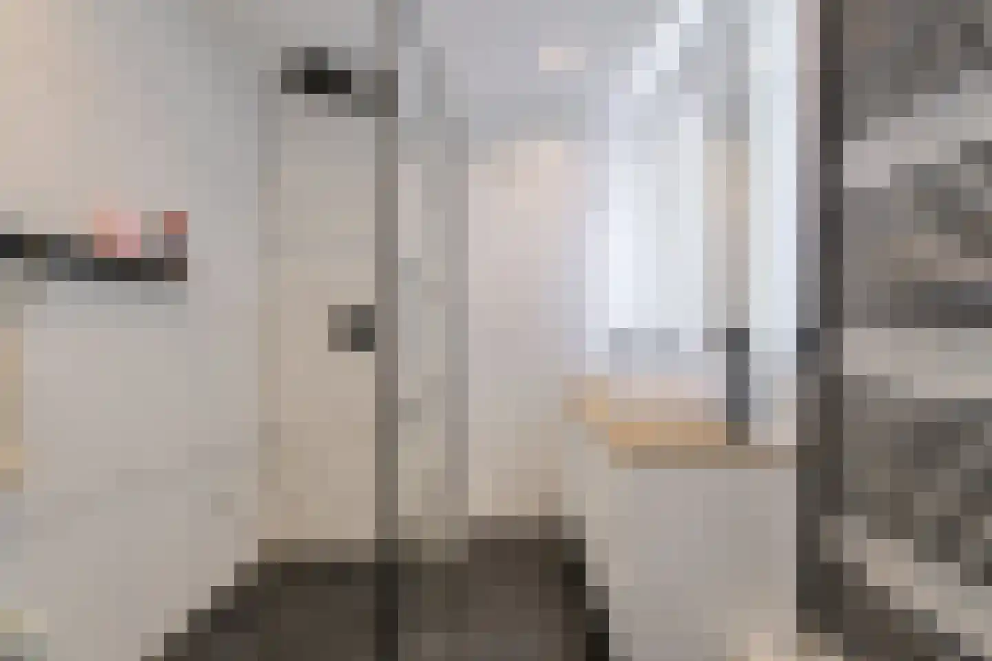 Dwergblauwtje 28 Breda thumbnail 27