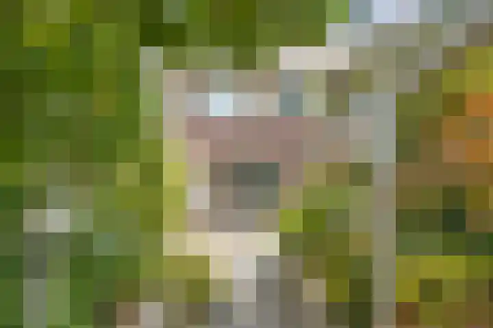 Dwergbloemsingel 39 Vleuten thumbnail 42