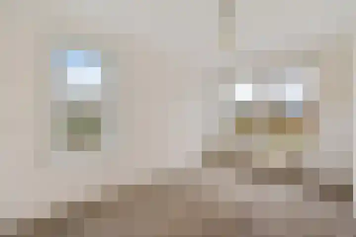 Dwerggors 1 Emmen thumbnail 21