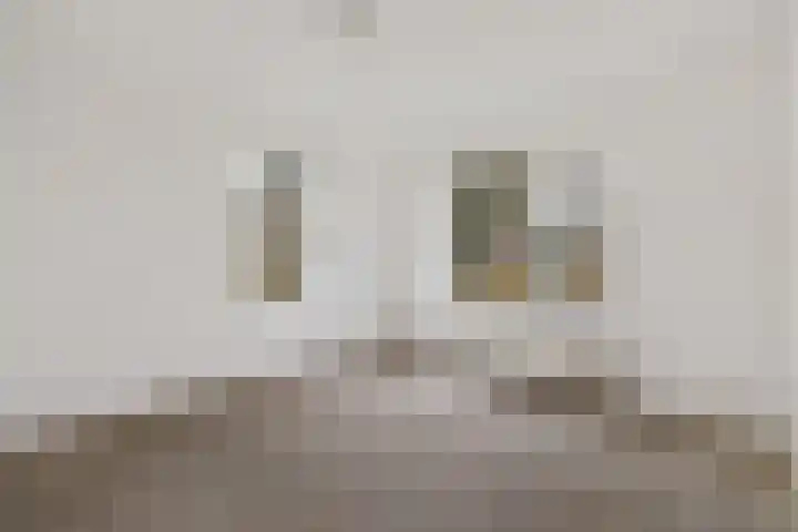 Dwerggors 1 Emmen thumbnail 23