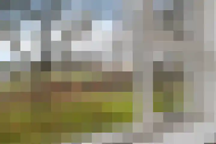 Dwerggors 1 Emmen thumbnail 24