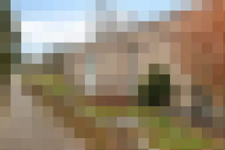 Dwerggors 1 Emmen thumbnail 30