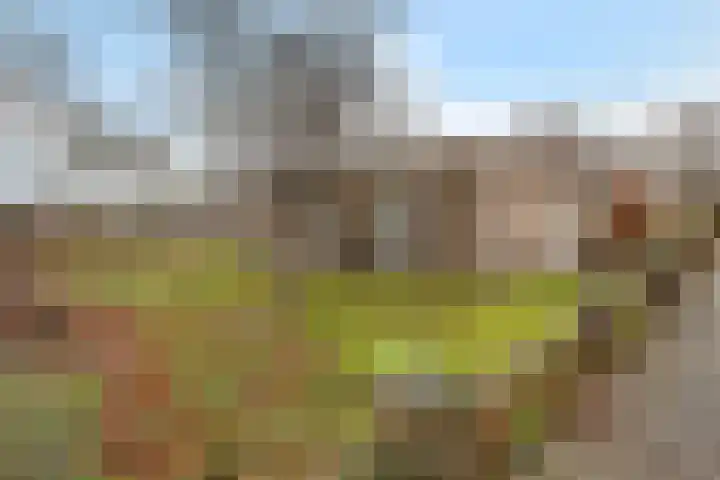 Dwerggors 1 Emmen thumbnail 31