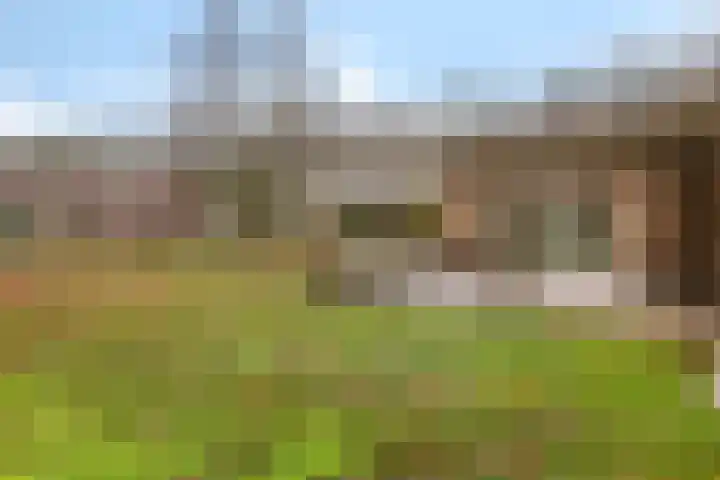 Dwerggors 1 Emmen thumbnail 32