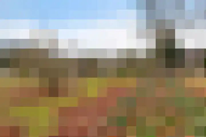 Dwerggors 1 Emmen thumbnail 34