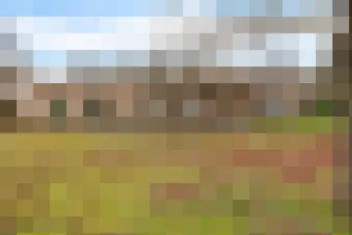 Dwerggors 1 Emmen thumbnail 35