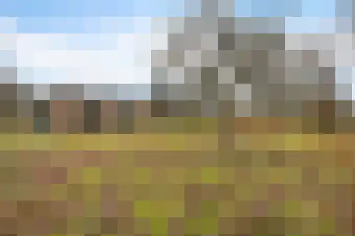 Dwerggors 1 Emmen thumbnail 37