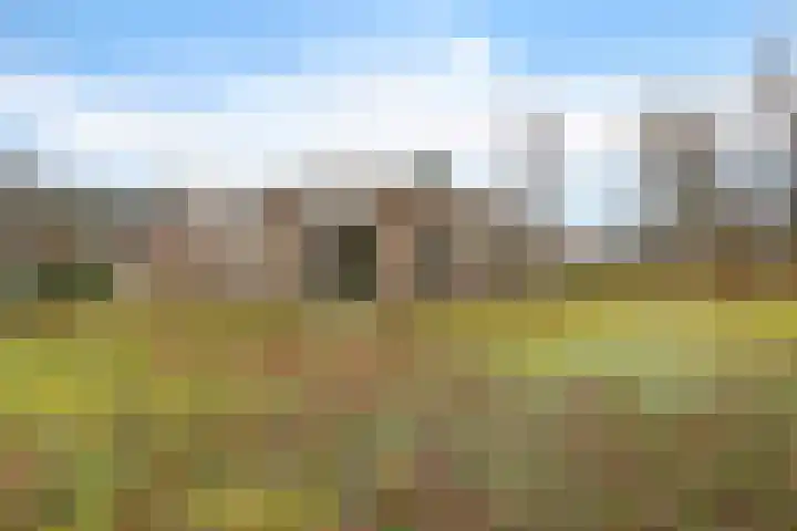 Dwerggors 1 Emmen thumbnail 38