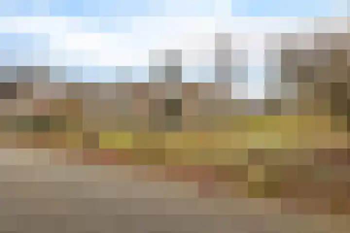 Dwerggors 1 Emmen thumbnail 4