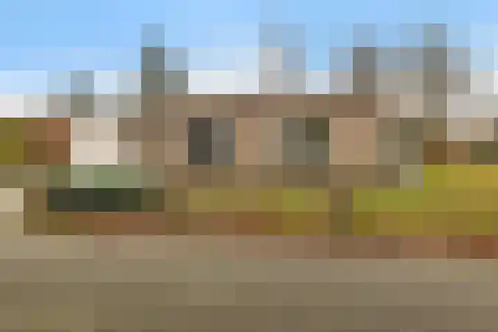 Dwerggors 1 Emmen thumbnail 5