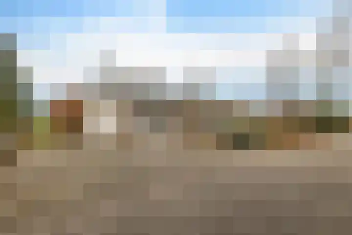 Dwerggors 1 Emmen thumbnail 7