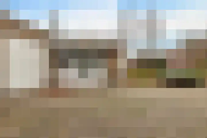 Dwerggors 1 Emmen thumbnail 8