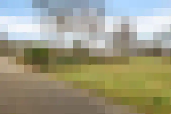 Dwerggors 1 Emmen thumbnail 9