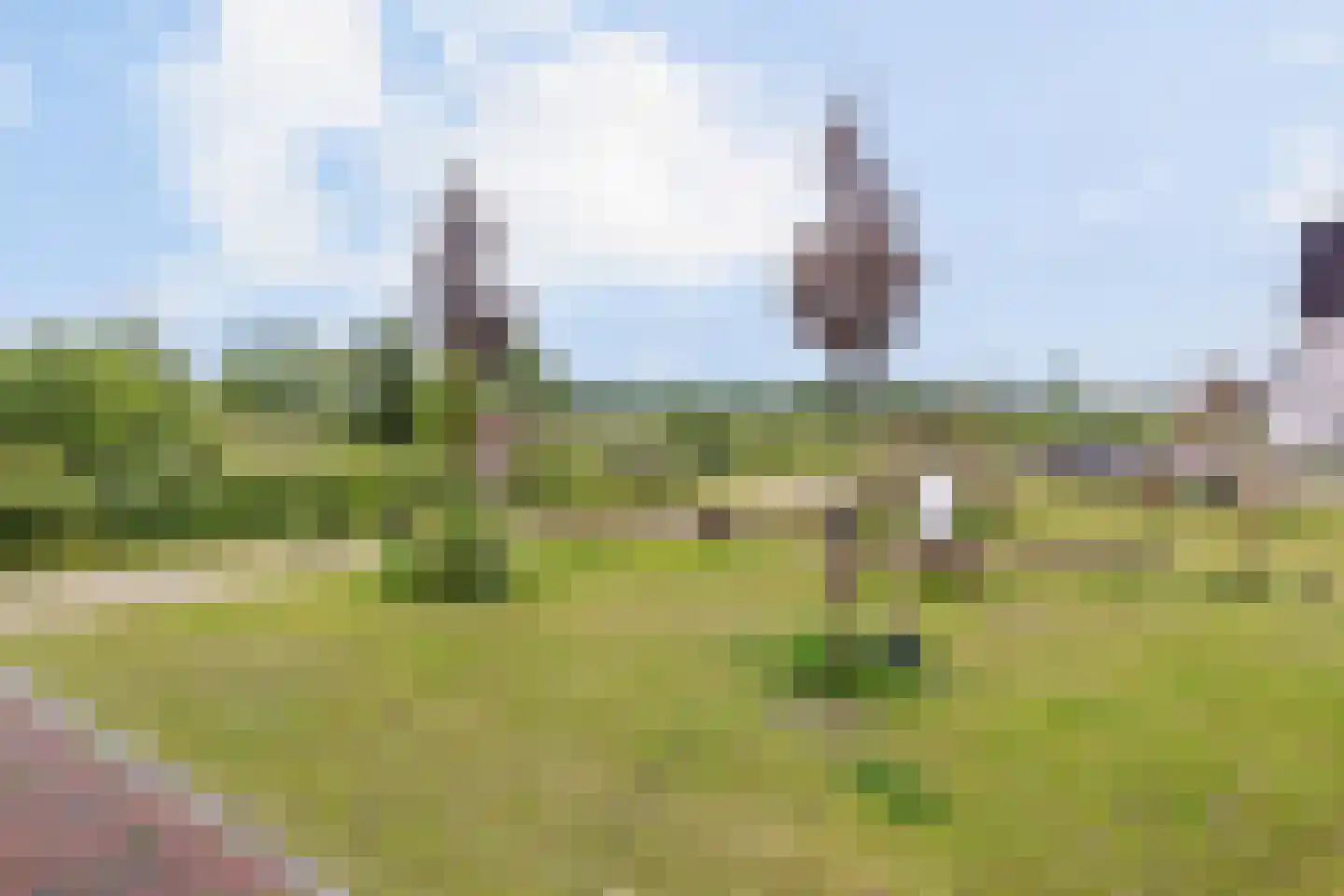 Dwergotter 13 Boxtel thumbnail 15
