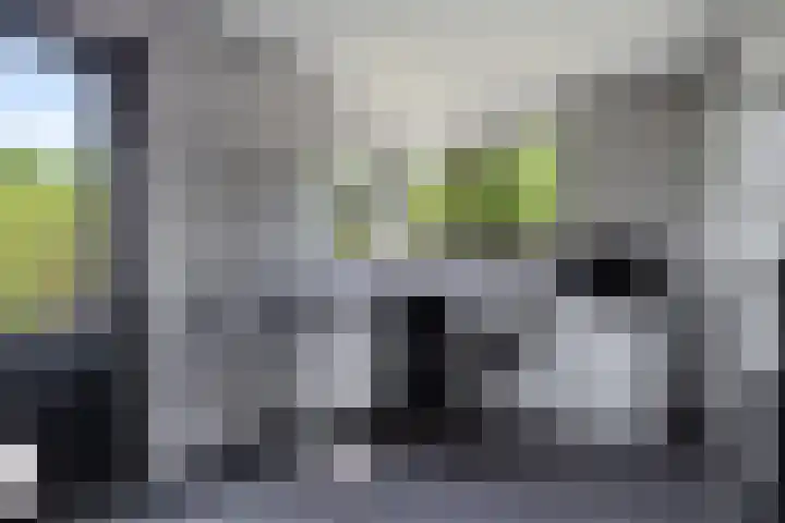 Dwergstern 3 Emmen thumbnail 17