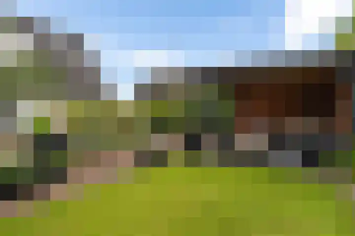 Dwergstern 3 Emmen thumbnail 34